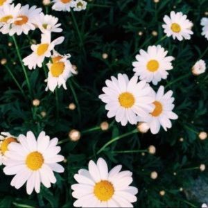 Meet your Posher, Hailey